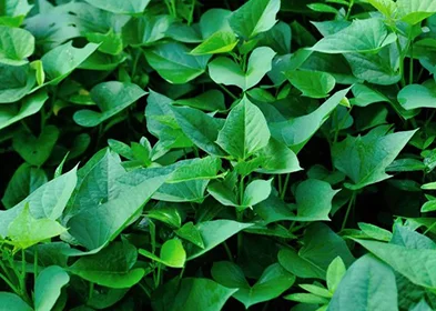 SWEET POTATO LEAVES