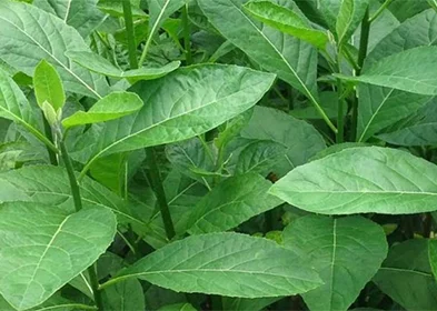 BITTER LEAF