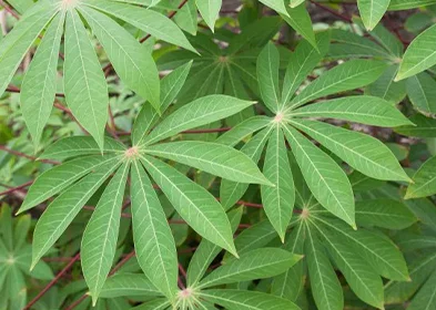 CASSAVA LEAF