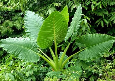 MAKANI MAKPA(Feuilles de taro)