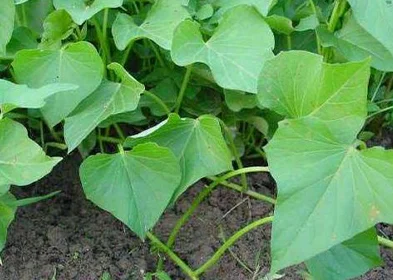 SWEET POTATO LEAVES