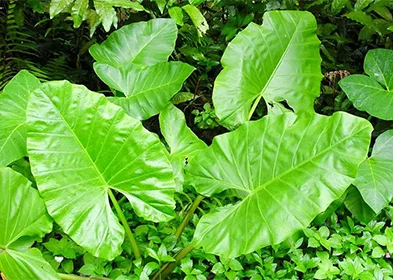 MAKANI MAKPA(Feuilles de taro)