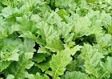EGGPLANT LEAF